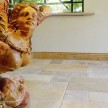 Biblical-Stone 1.jpg